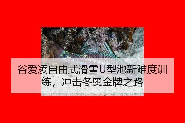 谷爱凌自由式滑雪U型池新难度训练，冲击冬奥金牌之路