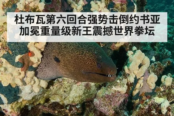 杜布瓦第六回合强势击倒约书亚加冕重量级新王震撼世界拳坛